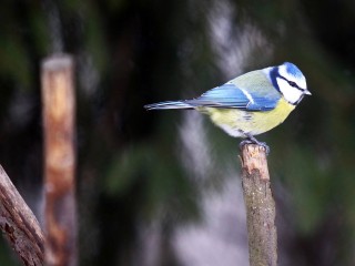 В Горках Ленинских рассказали, почему синицы приносят счастье