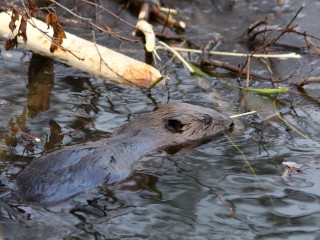 Бобровая хатка с краю: как бобрам будут улучшать условия на Москве-реке