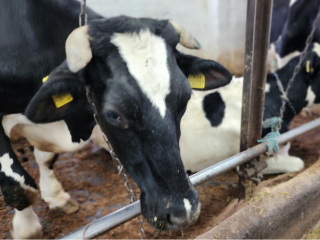 Как искусственный интеллект поможет домодедовским фермерам увеличить надои