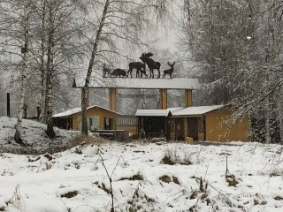 Удивление и восторг: в «Лосином острове» рассказали, как животные реагируют на первый снег