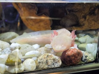 Черно-золотой красавец: аксолотль доплыл до Московского региона