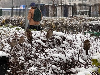 Погода ухудшается: до утра в Подмосковье мокрый снег и гололедица