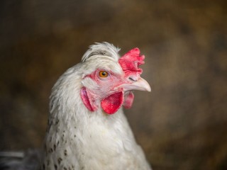 Курица — не птица, а стратегический ресурс: в Шаховской запустили репродуктор для яичных пород