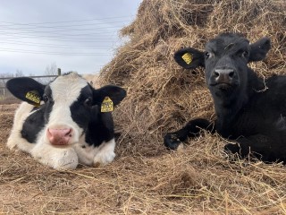 Коровы как на курорте: как на шатурской ферме увеличили надои на 2 тонны