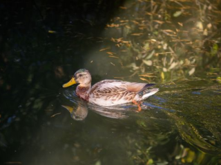 Подольчан просят отдать голос за расчистку каскада прудов в поселке МИС