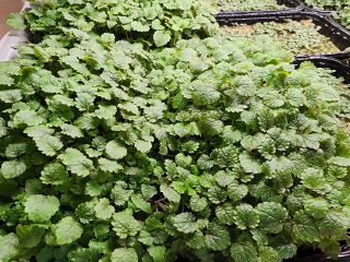 Зимний огород на подоконнике: какая микрозелень спасет от авитаминоза