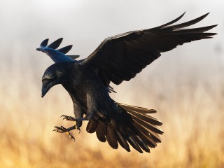 Агрессивные вороны напали на женщину в меховой шапке в Воскресенске