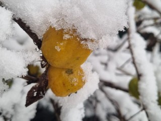 Дачные участки засыпало снегом в Пушкинском округе. Как долго пролежит?