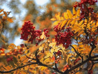 Рябина у дома: оберег от бед и источник женской силы — как посадить правильно