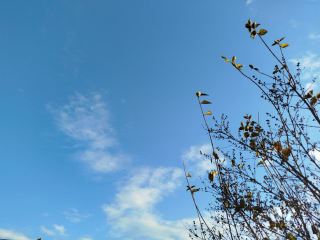 Ноябрь будет аномальным: синоптик Вильфанд предупредил о погодных качелях в предзимье