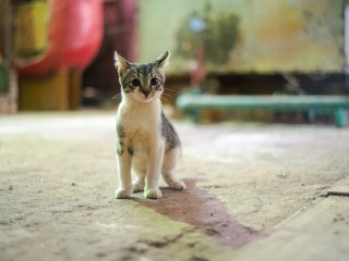 Невербальный приказ: как заставить кошку слушаться с помощью одного движения руки