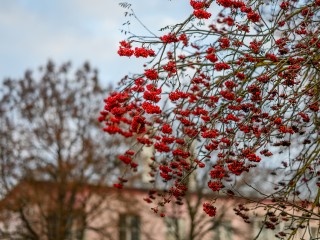 Какой будет последняя неделя ноября в Подмосковье