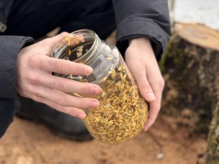 Школьник из Одинцова нашёл способ увеличить урожай грибов в Подмосковье