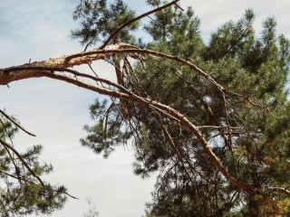 Держите их подальше: какие деревья категорически нельзя сажать рядом с домом