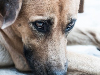 В Наро-Фоминске ищут пропавшую дворнягу по кличке Майкл