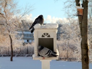 Холодная зима надвигается: дан точный прогноз на морозы от главы Гидрометцентра Вильфанда