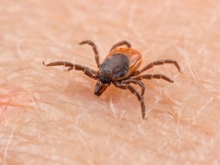 Клещи круглый год? Эксперт предупредила об аномально долгом сезоне активности