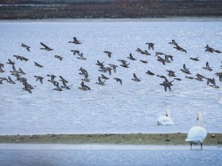 Птичье столпотворение: орнитологи зафиксировали «пробку» из сотен птиц на местных прудах
