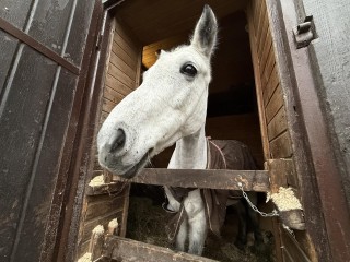 Попона, шипы и стрижка: как лошадей в спортивной школе «Белка» готовят к зимнему сезону