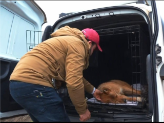 Забота о братьях меньших: в Истре продолжается программа контроля популяции бездомных собак
