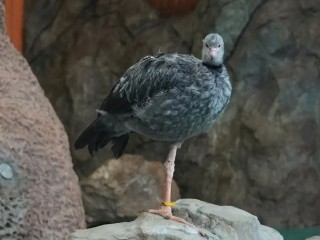 Паламедеи из Южной Америки: кто это такие и где появились в столичном регионе