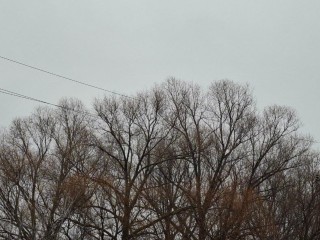 Видновчанам придется подождать зимы: осень уходит без снега и холода