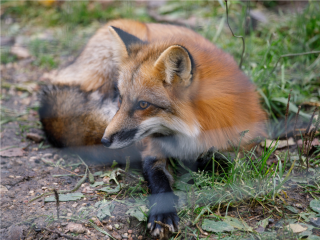 Полиция и охотнадзор расследуют гибель лисенка в запрещенном капкане в Вешках