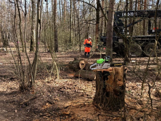 В Подольске убрали рекордное количество аварийных деревьев с начала года