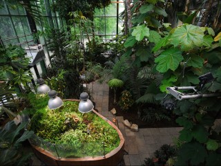 «Самая черная в мире»: необычная орхидея расцвела в Московском регионе