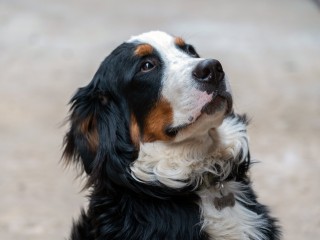 Ветеринар из Луховиц рассказал, чем опасен сахар для собак