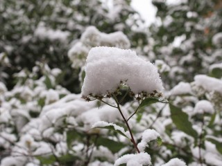 Снег в Подмосковье ляжет уже в субботу, а потом ударит мороз до -8°C