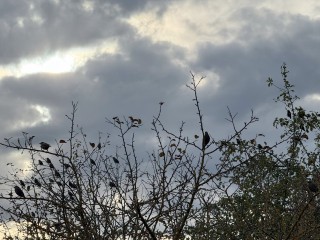 Облачно и не по сезону тепло: какой будет погода в Подмосковье 29 ноября