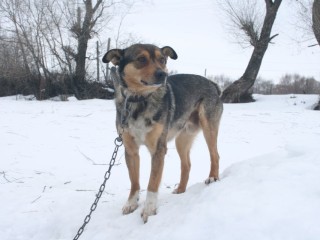 Нарушителям-собачникам грозит протокол: как новый законопроект поменяет правила выгула