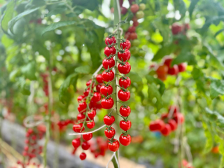 Каширские томаты: как приготовить зимний деликатес