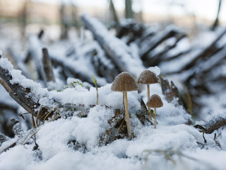 Когда же придет настоящая зима? Синоптики шокировали прогнозом на начало декабря