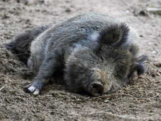 Слухи о взлете численности диких кабанов в Подмосковье опровергли в Комлесхозе