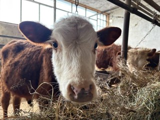 Как получить грант на ферму: успешный стартап семьи Подлинновых в Рузском округе