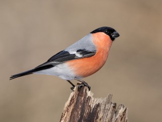 Снегири прилетели в Дмитров: орнитолог объяснила, почему зимние птицы появились почти в декабре