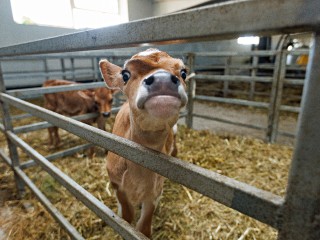 Вкус детства из Репихова: как маленькое производство кормит Подмосковье свежим молоком