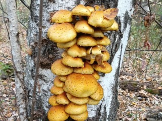 В лесах Клина грибной бум