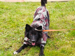 «Наш пес его не принял»: боец СВО из Химок пристраивает в добрые руки фронтовую собаку