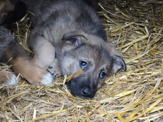 В Лотошине ищут дом для собаки, подброшенной к церкви