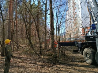 Звенигородское лесничество вошло в областной топ по уборке опасных деревьев