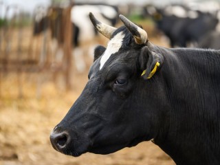 Городская аномалия: стадо коров гуляет у метро — что происходит