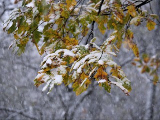 Снегопад добрался до области: в каких районах Подмосковья началась зимняя сказка