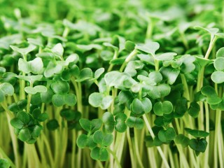 ТОП-6 видов супер полезной микрозелени на зиму назвал бронницкий нутрициолог