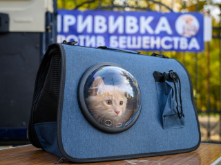 В ноябре животных в Шатурском округе будут активно колоть от бешенства: адреса и даты вакцинации