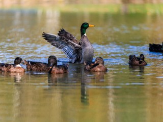 Утиные истории, или почему птицы, обитающие на Белом и Скитских прудах, не хотят лететь на юг