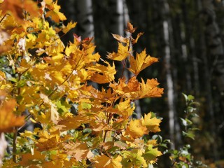 Зимнюю одежду все еще не надеваем: рабочая суббота будет теплой и дождливой