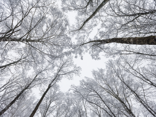 Зима с плюсом: в Подмосковье ожидаются температуры на 6 °C выше обычного